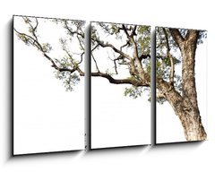 Obraz 3D tdln - 90 x 50 cm F_BS60475741 - Big tree on a white background
