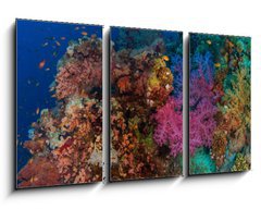 Obraz   Coral and fish, 90 x 50 cm