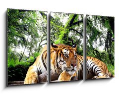 Obraz 3D tdln - 90 x 50 cm F_BS61968911 - Tiger looking something on the rock in tropical evergreen forest - Tygr hled nco na skle v tropickm stlezelenm lese