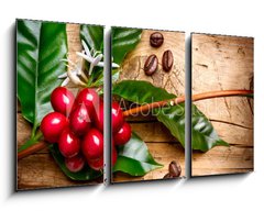 Obraz   Coffee Plant. Red coffee beans on a branch of coffee tree, 90 x 50 cm