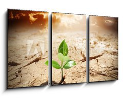 Obraz 3D tdln - 90 x 50 cm F_BS62660495 - plant in arid land - climate warming and drought  concept - rostlin na suchm pozemku