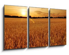 Obraz 3D tdln - 90 x 50 cm F_BS6287668 - Field of wheat at sunset - Pole penice pi zpadu slunce