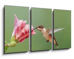 Obraz 3D tdln - 90 x 50 cm F_BS6294256 - Ruby-throated Hummingbird (archilochus colubris)