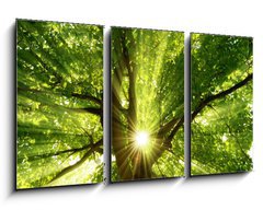 Obraz   Sonne strahlt explosiv durch den Baum, 90 x 50 cm