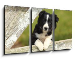 Obraz 3D tdln - 90 x 50 cm F_BS63537900 - Border Collie Puppy With Paws on White Rustic Fence 2