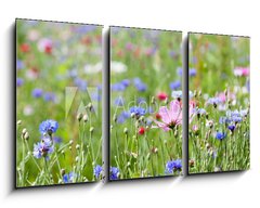 Obraz 3D tdln - 90 x 50 cm F_BS64247730 - prairie fleurie - prrie fleurie