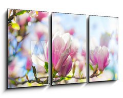 Obraz 3D tdln - 90 x 50 cm F_BS64325812 - Beautiful blossoming magnolia tree in the spring time