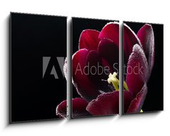 Obraz 3D tdln - 90 x 50 cm F_BS64511912 - Wet purple-black tulip.