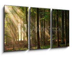 Obraz 3D tdln - 90 x 50 cm F_BS64670682 - autumn forest trees. nature green wood sunlight backgrounds. - podzimn lesn stromy. proda zelen devo slunen svtlo pozad.