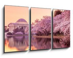 Obraz 3D tdln - 90 x 50 cm F_BS64932334 - the Jefferson Memorial during the Cherry Blossom Festival