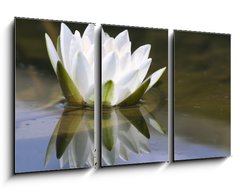 Obraz 3D tdln - 90 x 50 cm F_BS653618 - white delicate water lily