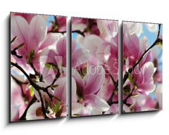 Obraz 3D tdln - 90 x 50 cm F_BS65813621 - Magnolia tree blossom