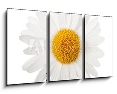 Obraz   White daisy, 90 x 50 cm