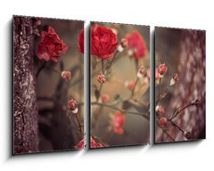 Obraz 3D tdln - 90 x 50 cm F_BS66879478 - wild roses bush branches between tree branches - divok re bush vtve mezi vtvemi stromu