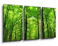 Obraz 3D tdln - 90 x 50 cm F_BS66883526 -  forest