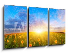 Obraz 3D tdln - 90 x 50 cm F_BS67337702 - Morning sunflower field