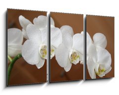 Obraz 3D tdln - 90 x 50 cm F_BS6749308 - orchidea