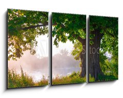 Obraz 3D tdln - 90 x 50 cm F_BS67675896 - Oak tree in full leaf in summer standing alone