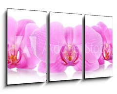 Obraz   The orchid flowers, 90 x 50 cm