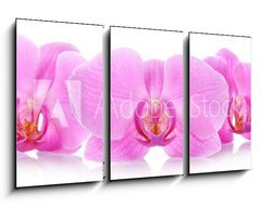 Obraz 3D tdln - 90 x 50 cm F_BS67865693 - The orchid flowers - Kvtiny orchidej