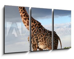 Obraz 3D tdln - 90 x 50 cm F_BS68090658 - Girafe mle qui parade