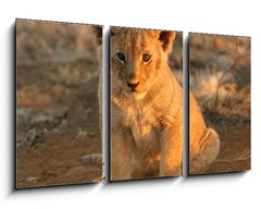 Obraz 3D tdln - 90 x 50 cm F_BS682146 - lion cub