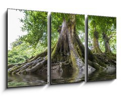 Obraz   big old tree and a river, 90 x 50 cm