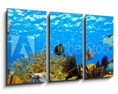 Obraz 3D tdln - 90 x 50 cm F_BS68530036 - underwater panorama of a tropical reef in the caribbean