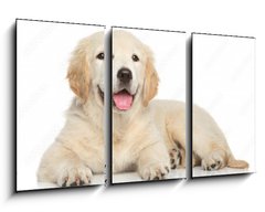 Obraz 3D tdln - 90 x 50 cm F_BS69054182 - Golden Retriever puppy on white background