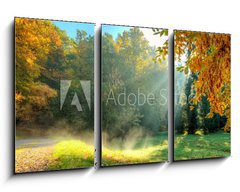 Obraz   Beautiful autumn tree with fallen dry leaves, 90 x 50 cm