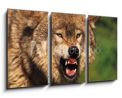 Obraz 3D tdln - 90 x 50 cm F_BS69348071 - Snarling Wolf