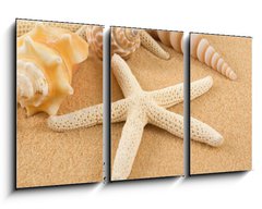 Obraz 3D tdln - 90 x 50 cm F_BS7005446 - Seashell - Mule