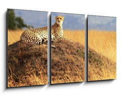 Obraz   Cheetah on the Masai Mara in Africa, 90 x 50 cm