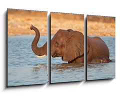 Obraz 3D tdln - 90 x 50 cm F_BS70143412 - Elephant in water, Etosha National Park