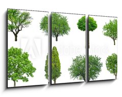 Obraz 3D tdln - 90 x 50 cm F_BS70577212 - tree