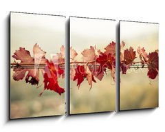 Obraz   Foglie di vite in autunno, 90 x 50 cm