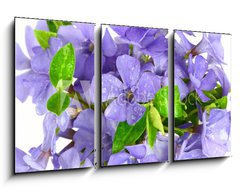 Obraz 3D tdln - 90 x 50 cm F_BS7068319 - Small violet of flower on white background - Mal fialov kvtina na blm pozad