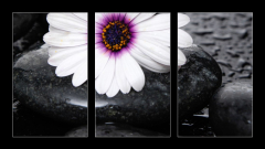 Obraz   Macro of beautiful white gerbera with wet stones, 90 x 50 cm