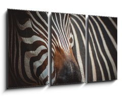 Obraz   Zebra portrait in Prague Zoo, 90 x 50 cm