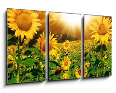 Obraz 3D tdln - 90 x 50 cm F_BS7160083 - Sunflowers