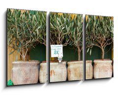Obraz 3D tdln - 90 x 50 cm F_BS73385366 - Olive trees bonsai - Olivovnky bonsai