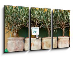 Obraz   Olive trees bonsai, 90 x 50 cm