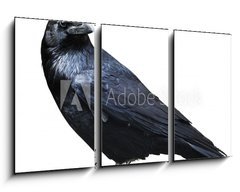 Obraz 3D tdln - 90 x 50 cm F_BS73535109 - Black raven. Bird isolated on white.