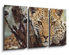 Obraz 3D tdln - 90 x 50 cm F_BS743250 - big cat