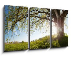 Obraz 3D tdln - 90 x 50 cm F_BS75811470 - Oak tree