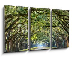 Obraz 3D tdln - 90 x 50 cm F_BS76209403 - Country Road Lined with Oaks in Savannah, Georgia - Country Road lemovan s duby v Savannah, Gruzie