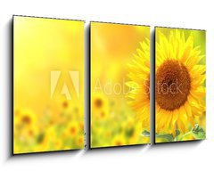 Obraz 3D tdln - 90 x 50 cm F_BS76362209 - Sunflowers
