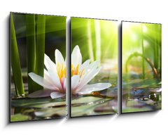 Obraz 3D tdln - 90 x 50 cm F_BS76650282 - lotus flower