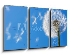 Obraz   Dandelion Flying Seeds, 90 x 50 cm