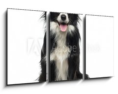 Obraz 3D tdln - 90 x 50 cm F_BS77673572 - Border Collie (2 years old)